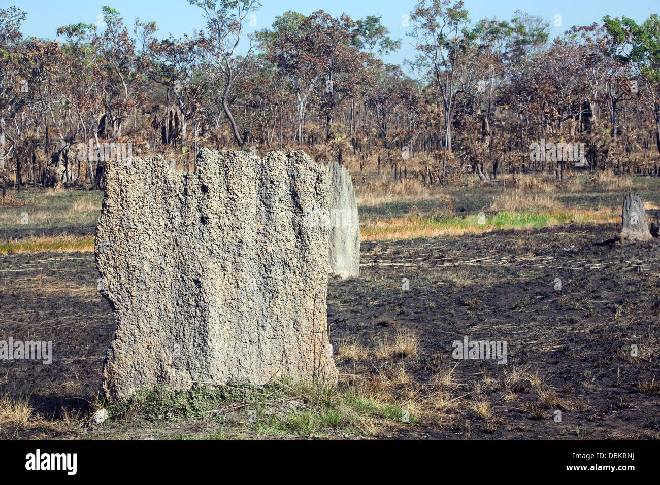 Las termitas gigantes en el territorio del norte, Australia Foto de stock