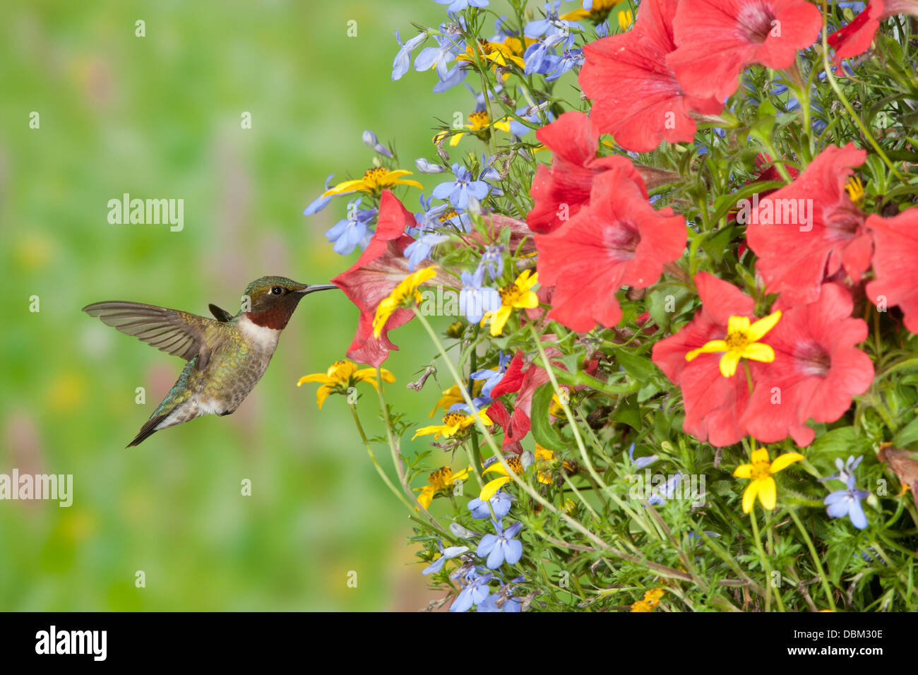 Hombre de garganta rubí Hummingbird buscando néctar de la cesta de flores colgantes Petunias pájaro songbird Ornithology Ciencia Naturaleza Medio ambiente Foto de stock