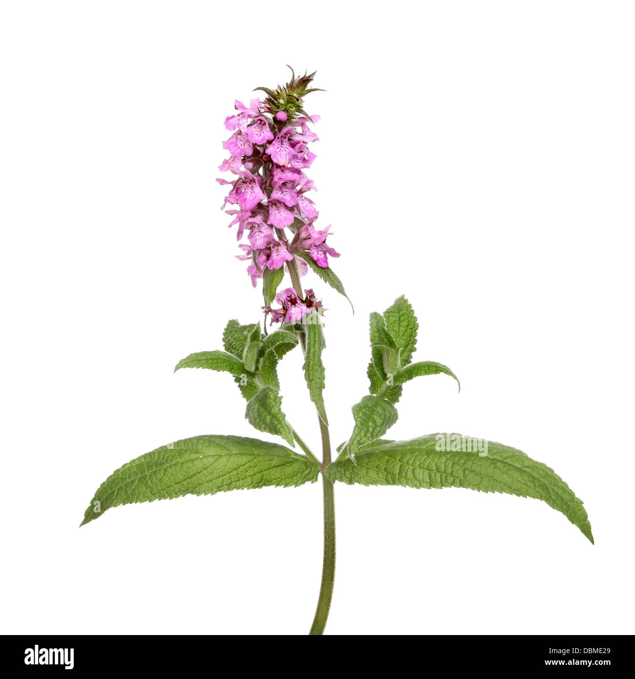 Flor silvestre morada fotografías e imágenes de alta resolución - Alamy Flor silvestre morada fotografías e imágenes de alta resolución - Alamy