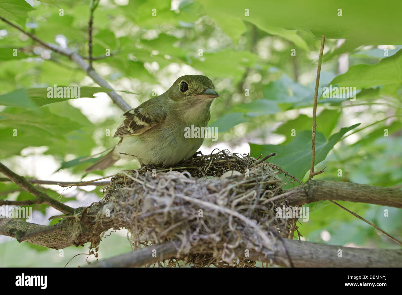 ACADIAN Flycatcher en Nest pájaro cangario Ornitología Ciencia Naturaleza Vida Silvestre Medio ambiente Foto de stock