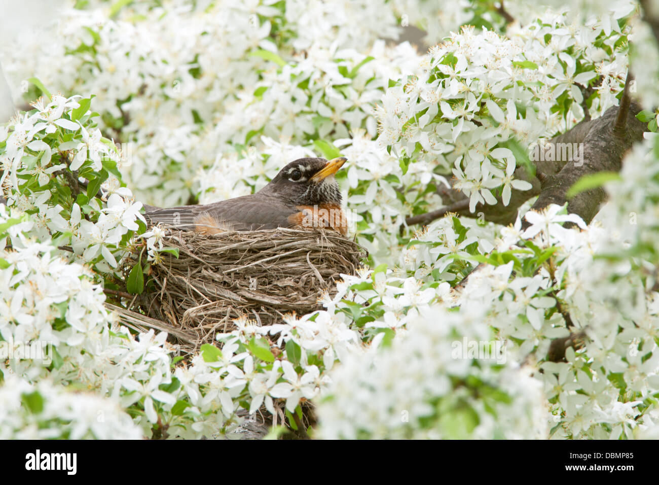 American Robin incubando nido en Crabapple Blossoms Foto de stock