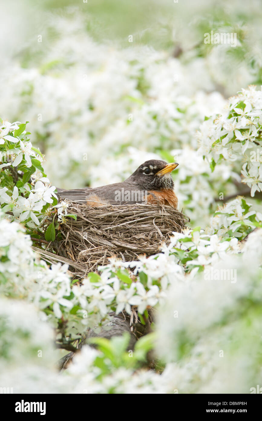 American Robin Incubing Nest in Crabapple Blossoms - pájaro percanso vertical Ornitología Ciencia Naturaleza Medio ambiente Foto de stock