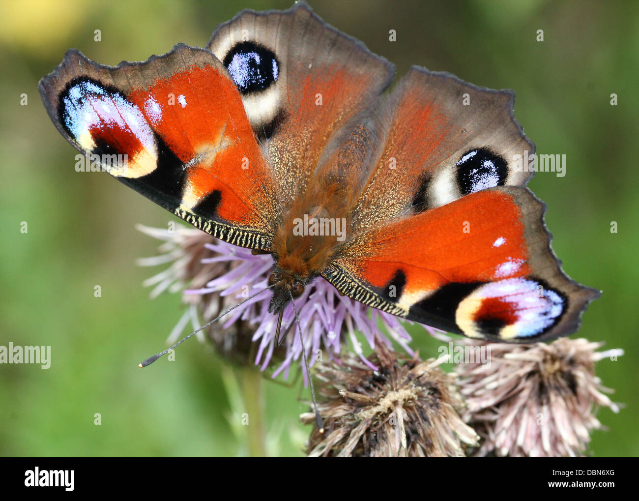 Unión común Aglais mariposa pavo real (IO) alimentándose de una flor de cardo Foto de stock