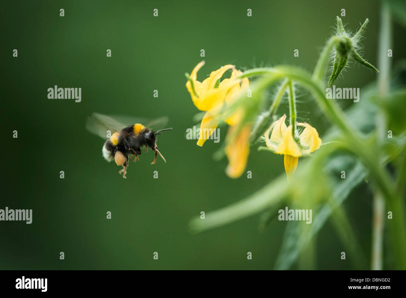 Bumblebee junto a la planta de calabacín, Croacia, Eslavonia, Europa Foto de stock