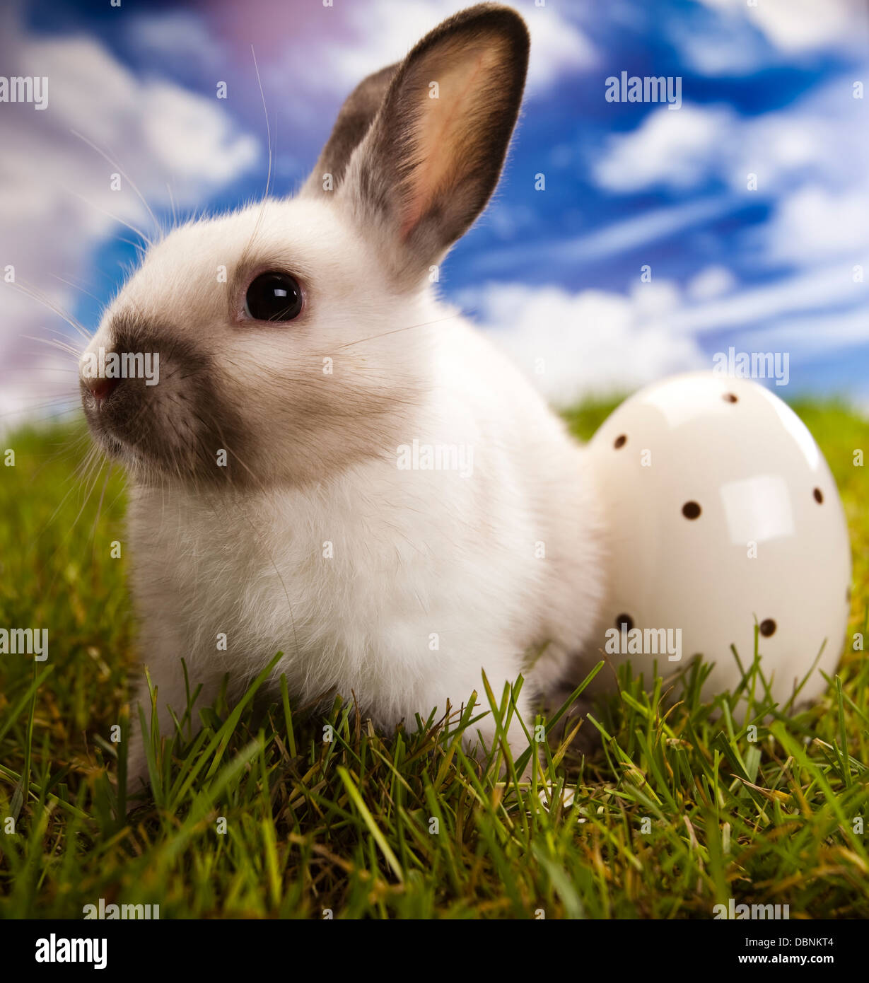 Primavera baby bunny y pasto verde Foto de stock