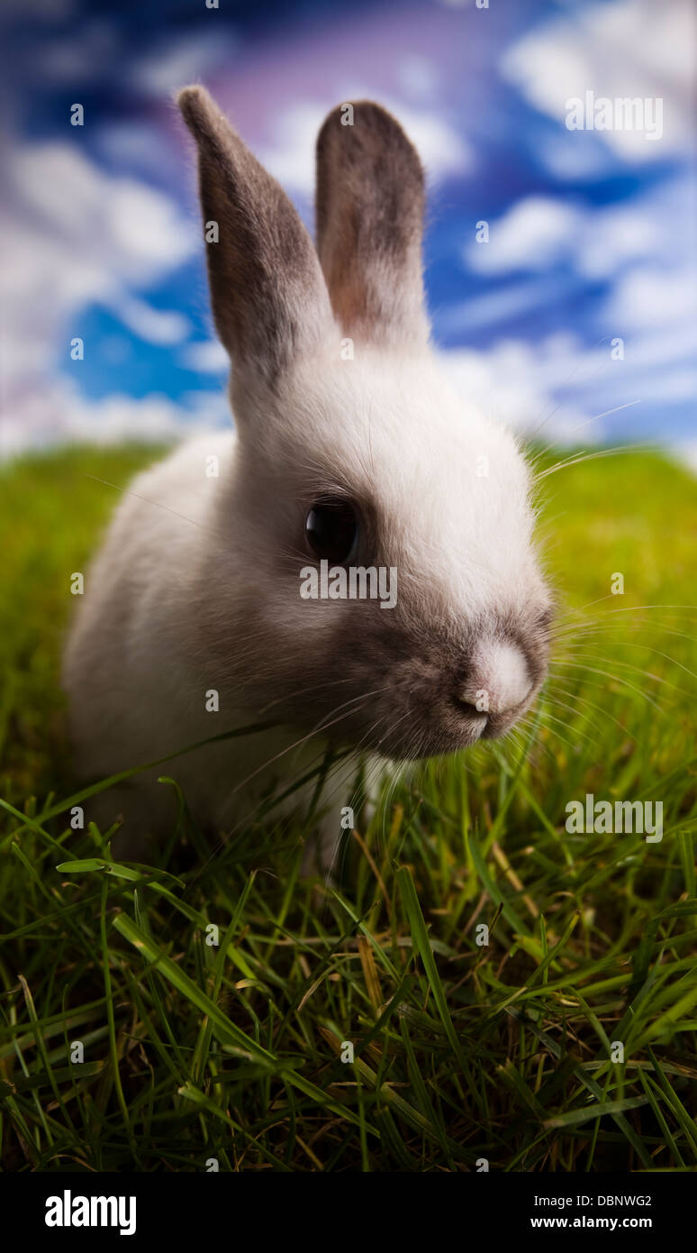 Conejo bebé Foto de stock