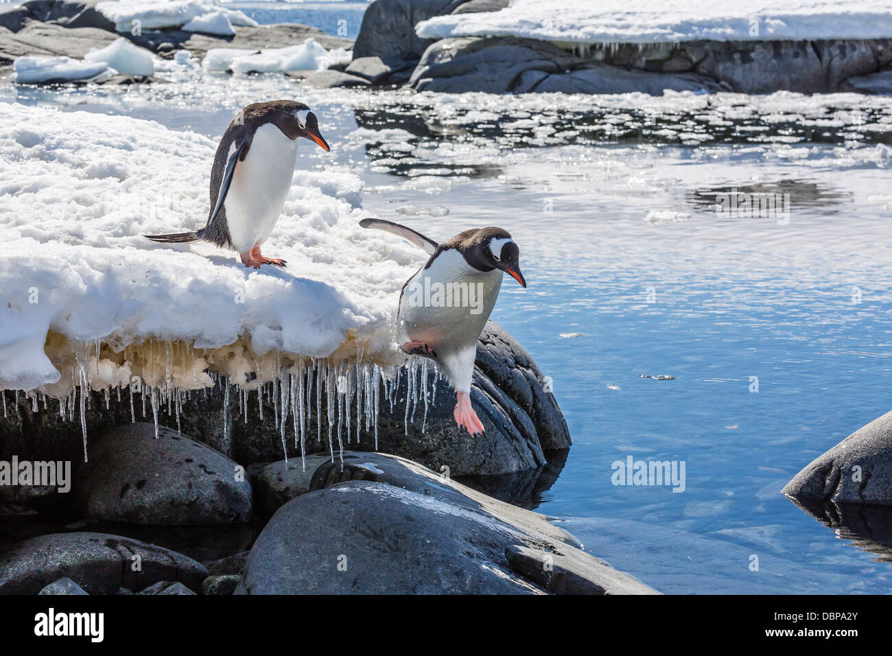 Adulto pingüinos papúa (Pygoscelis papua) saltando en la piscina de marea en Puerto Lockroy, la Antártida y el Océano Austral, las regiones polares Foto de stock