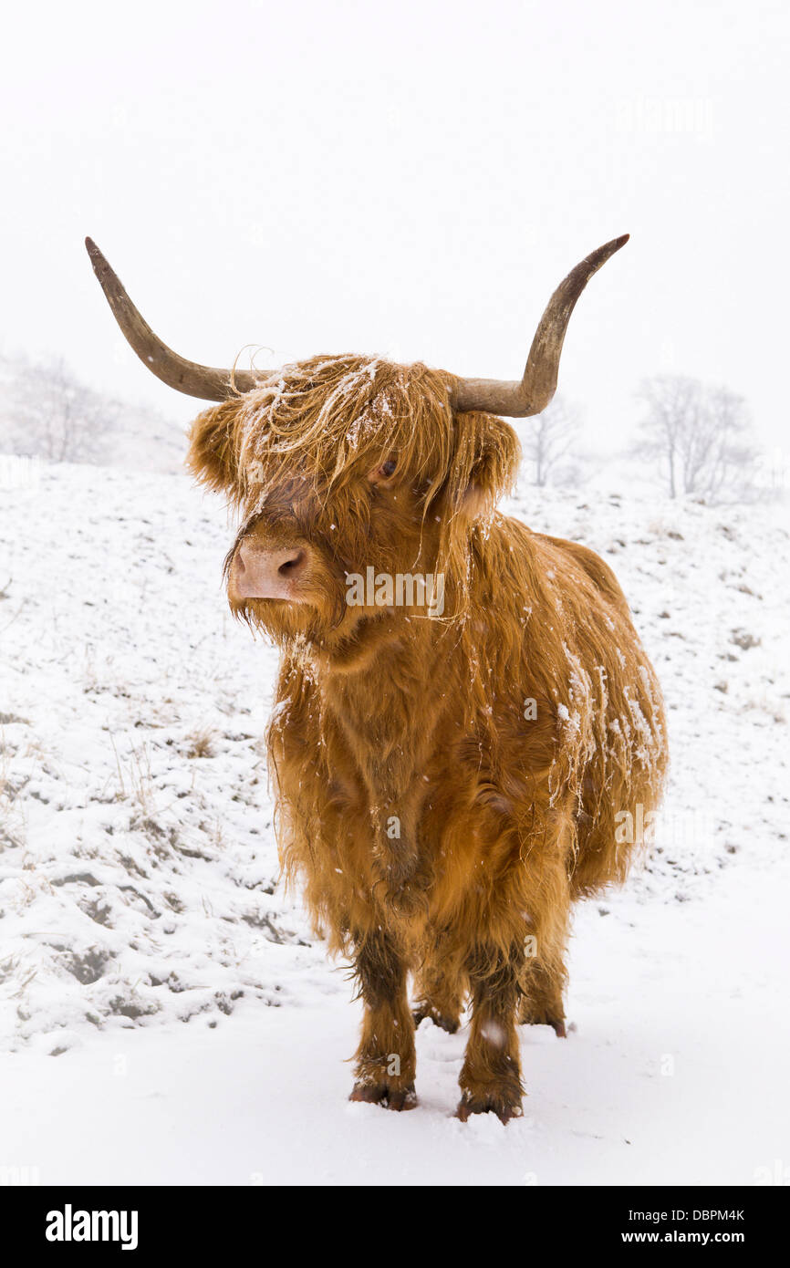Highland vaca en invierno, la nieve, valles de Yorkshire, Yorkshire, Inglaterra, Reino Unido, Europa Foto de stock