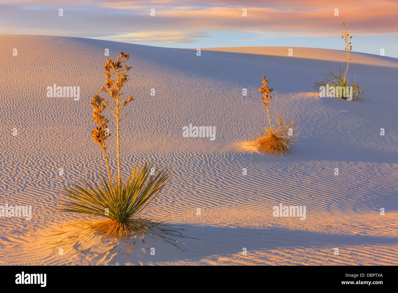 Monumento Nacional White Sands, cerca de Alamagordo, Nuevo México, parte del desierto de Chihuahua. Foto de stock
