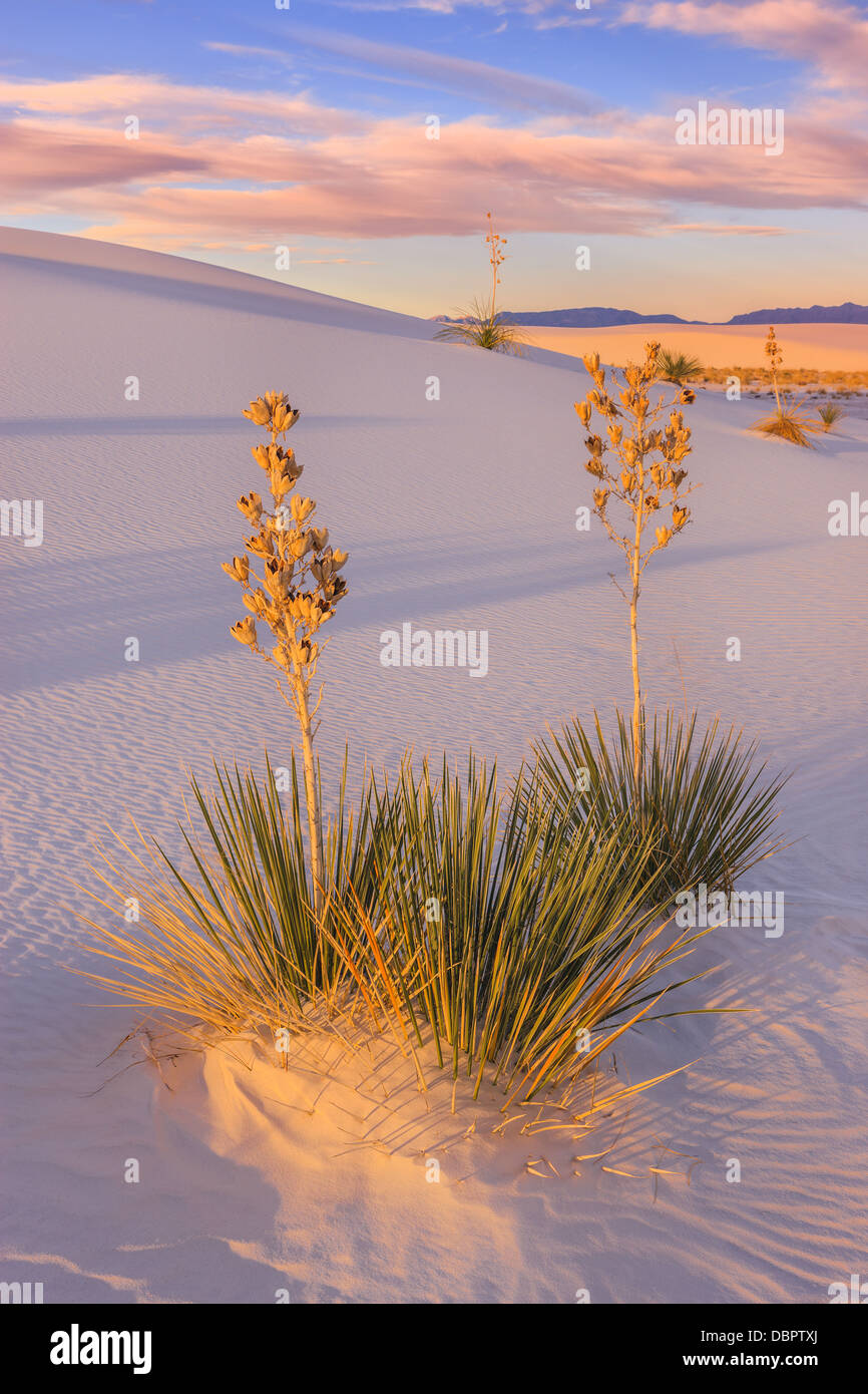 Monumento Nacional White Sands, cerca de Alamagordo, Nuevo México, parte del desierto de Chihuahua. Foto de stock