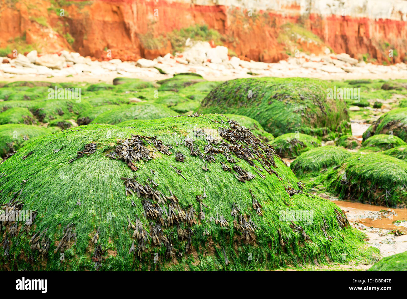 Rocas cubiertas de algas algas visibles durante la marea baja en la playa de Hunstanton, Norfolk, Inglaterra Foto de stock
