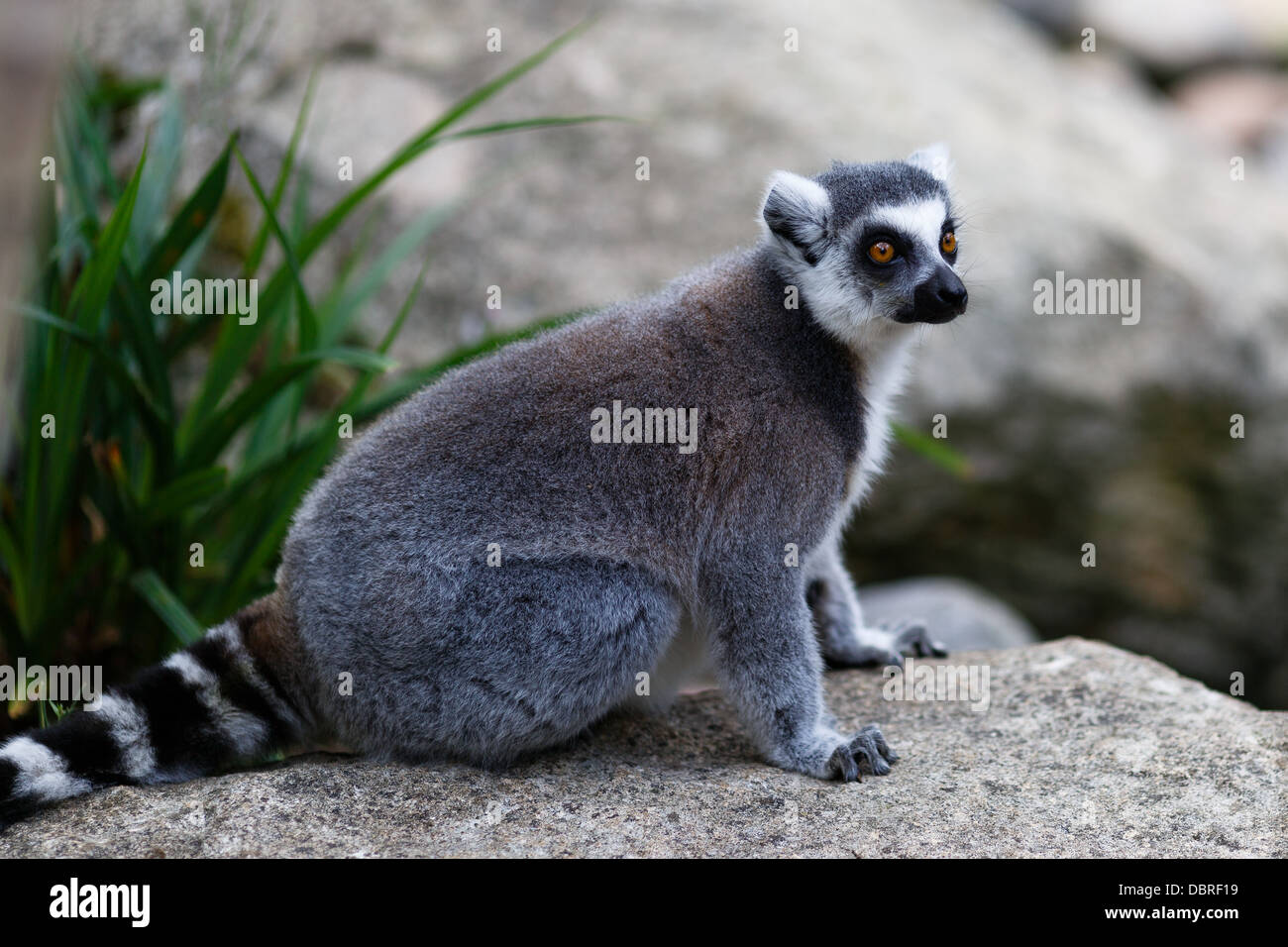 Un anillo Tailed Lemur se asienta en la cima de una roca. Foto de stock