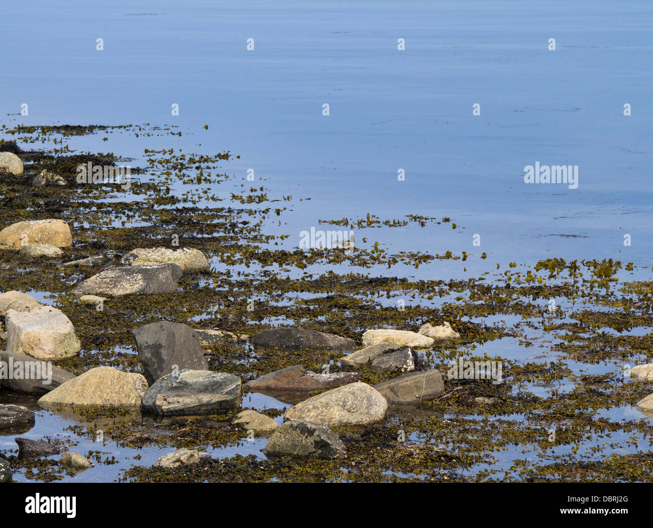 Costa closeup, piedras y algas Fucales litoral un alga marrón y kelp es común a lo largo de las costas de Noruega Foto de stock