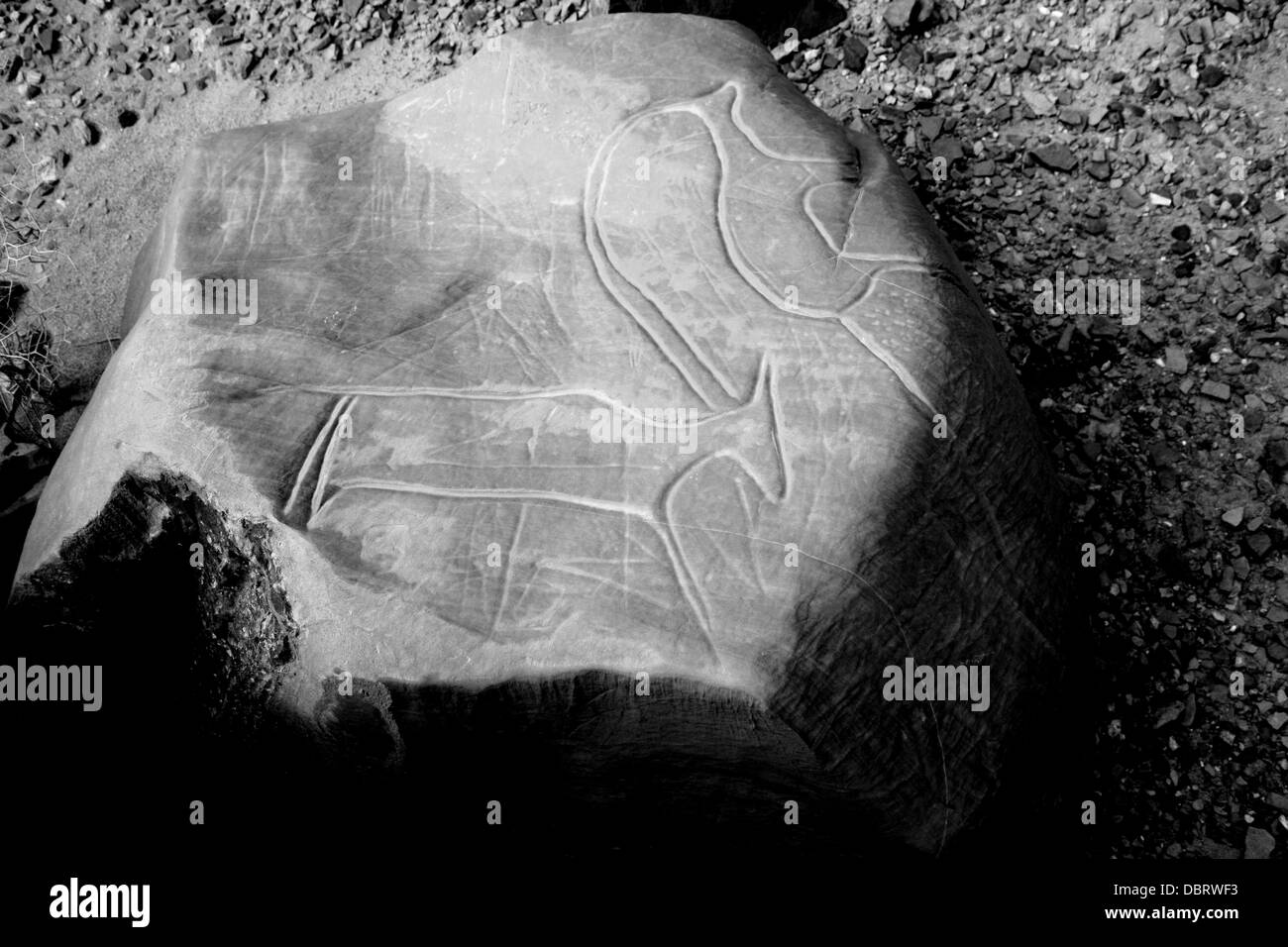 Petroglifos cerca de Akka, sur-oeste de Marruecos, la edad neolítica. Foto de stock