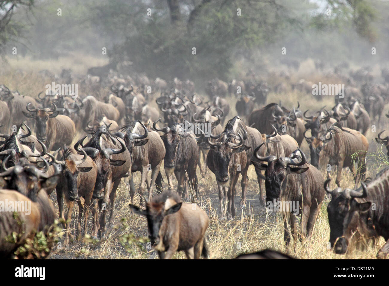 Un gran rebaño de ñus azules (Connochaetes taurinus) moviendo durante la gran migración en el Parque nacional Serengeti, Tanzania Foto de stock