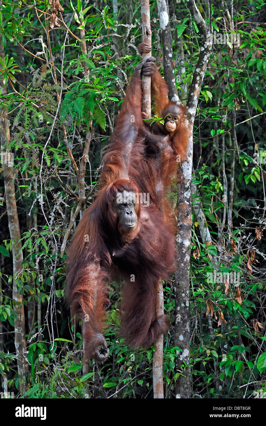 Borneon orangutanes en la jungla de Sarawak, Malasia, la madre y el bebé Foto de stock