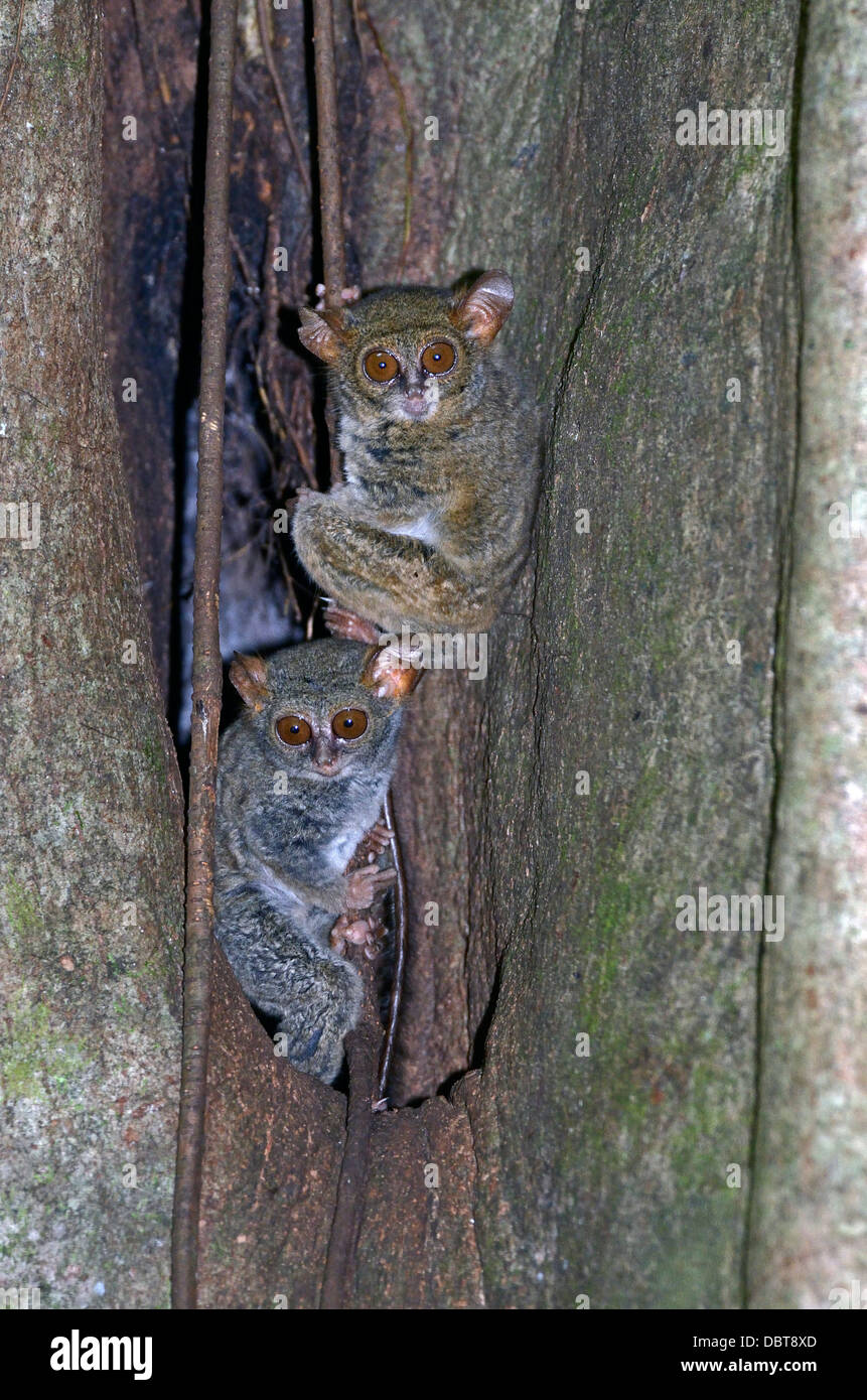 Un par de Tarsiers espectral en Sulawesi, Indonesia fuera de su árbol den Foto de stock