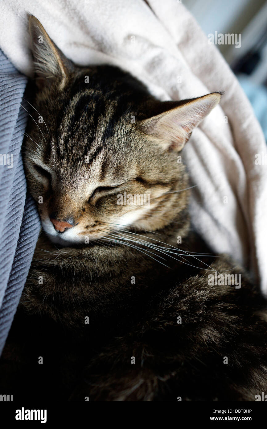 Fotógrafo de gato doméstico (Felis catus) tumbado en la cama. Foto de stock