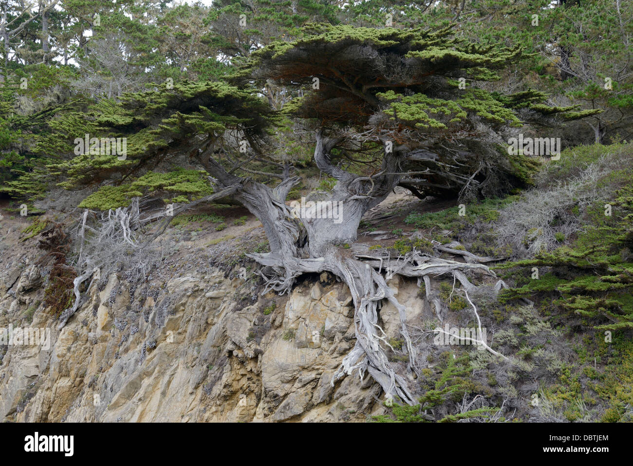 Árbol, Monterey ciprés, Cupressus macrocarpa, llamado "viejo veterano", Point Lobos State Reserva Natural, CA Foto de stock