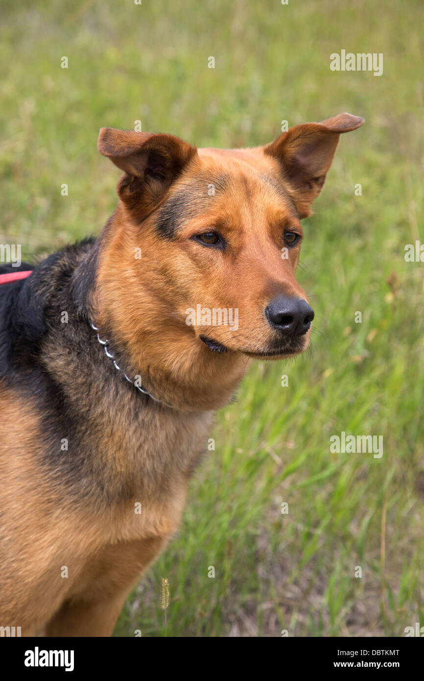 Perro cruzado pastor alemán fuera en hierba Fotografía de stock - Alamy