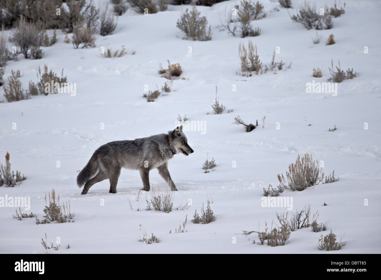 Lobo gris (Canis lupus) 755m del cañón Lamar Pack, el Parque Nacional Yellowstone, Wyoming, EE.UU. Foto de stock