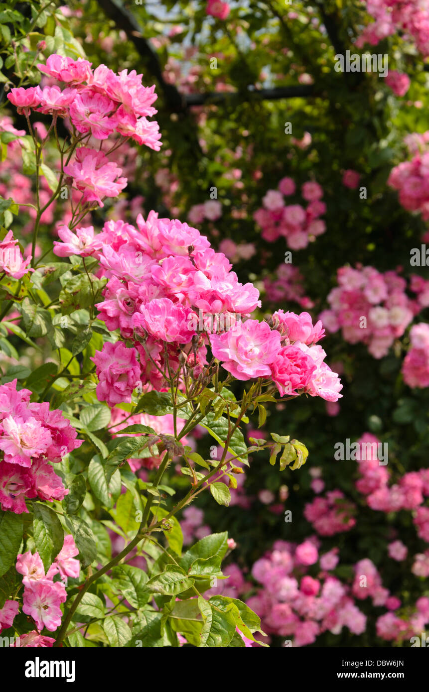 Escalada rosa (Rosa Maestra F.W. Vuelo) Foto de stock