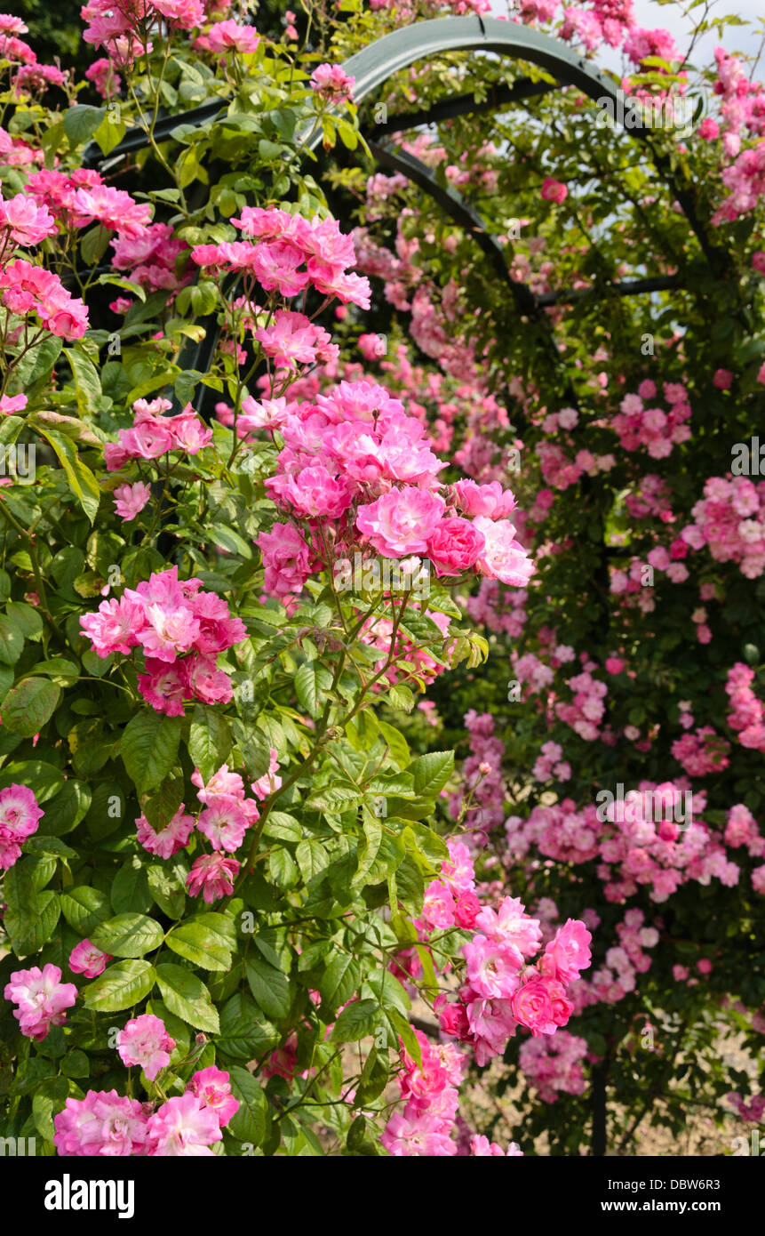 Escalada rosa (Rosa Maestra F.W. Vuelo) Foto de stock