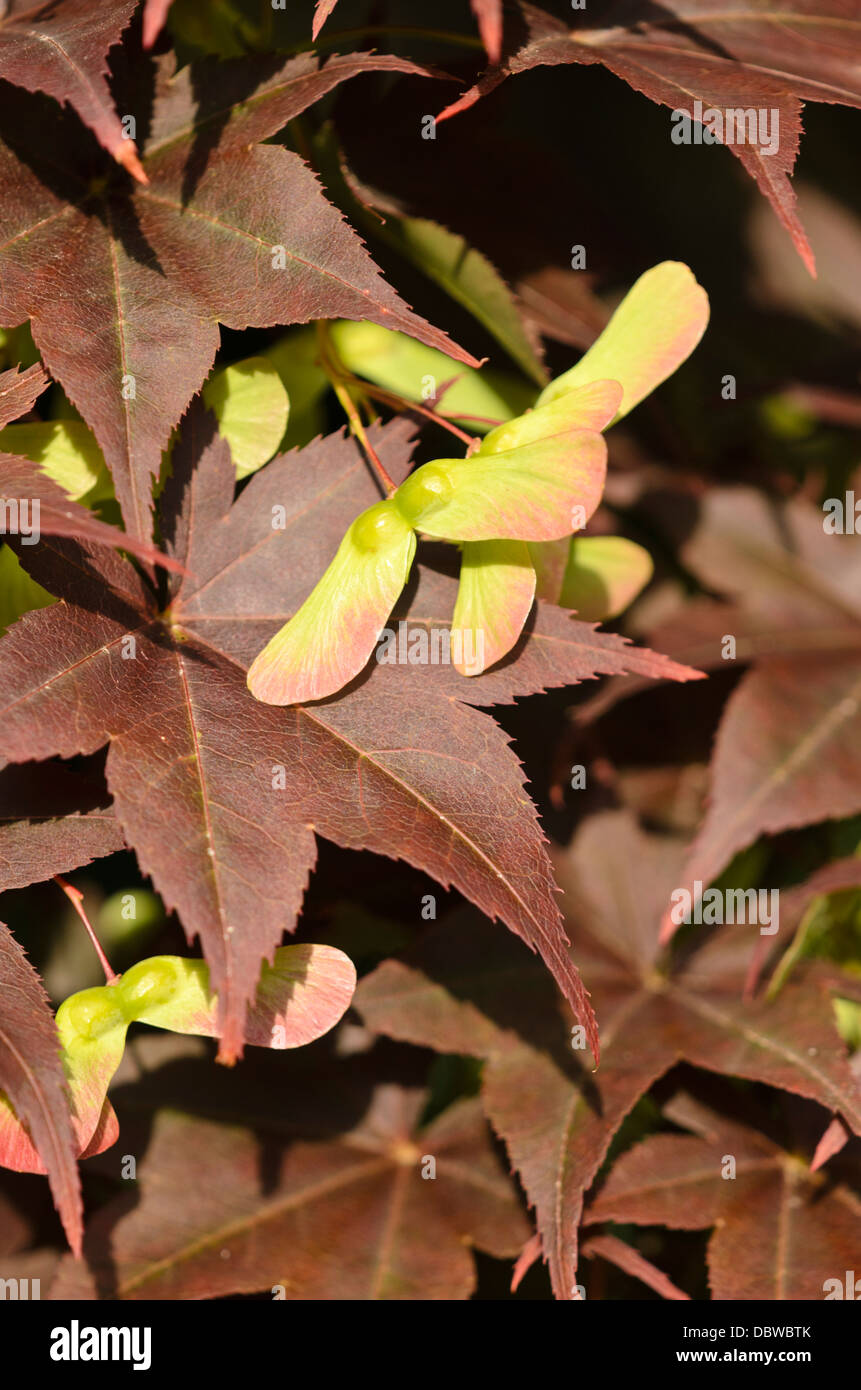 Arce japonés (acer palmatum 'atropurpureum') Foto de stock