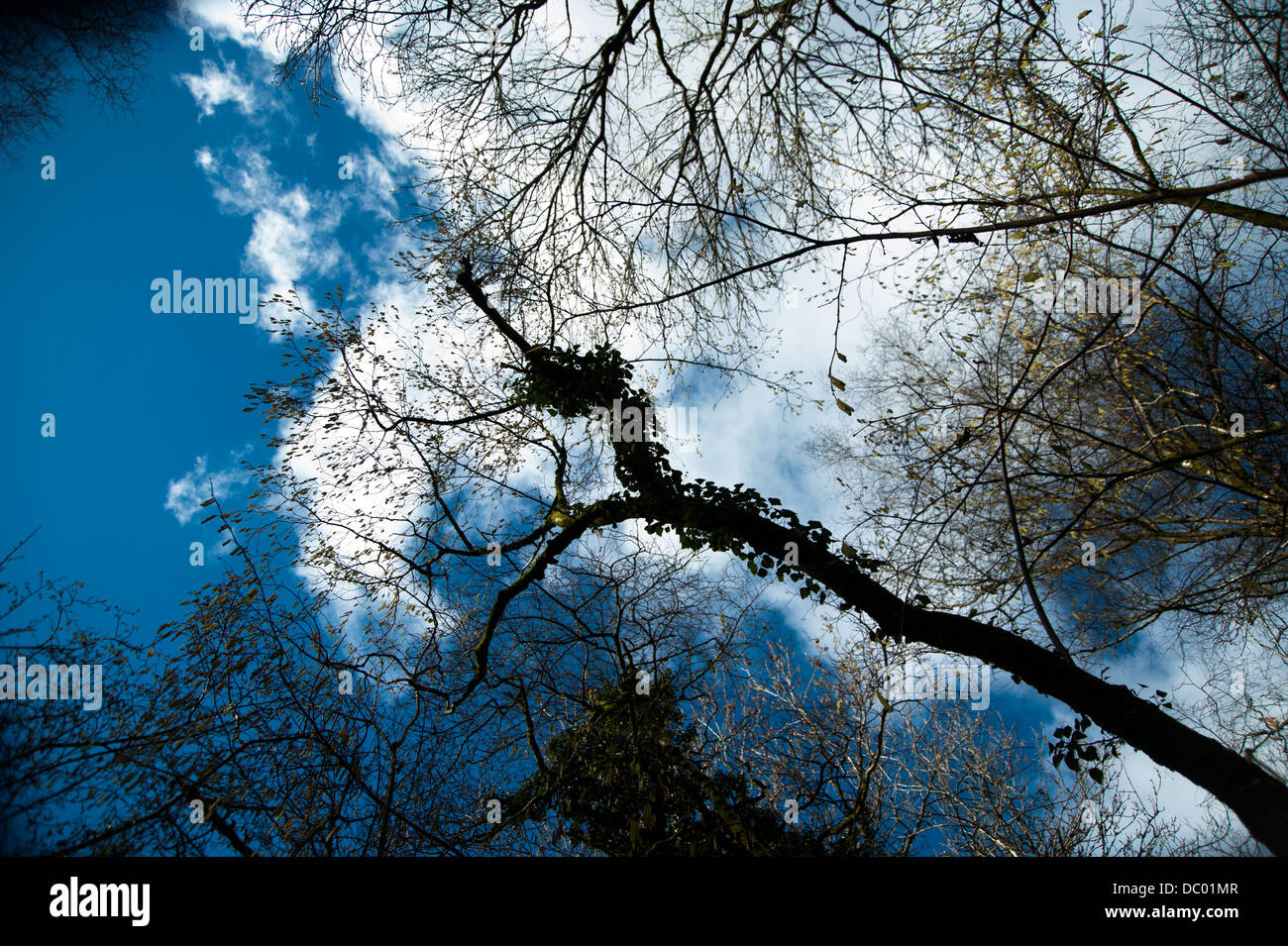 Hazel amentos suspendidos de las ramas, bajo un cielo azul Foto de stock