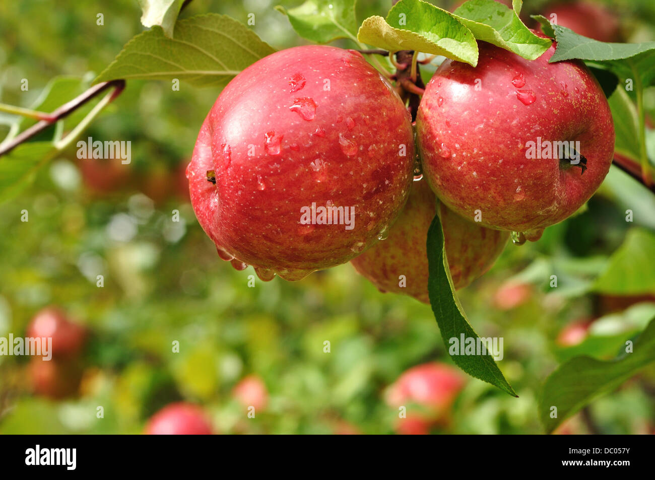 Las manzanas rojas creciendo en un árbol de manzanas en un huerto Foto de stock