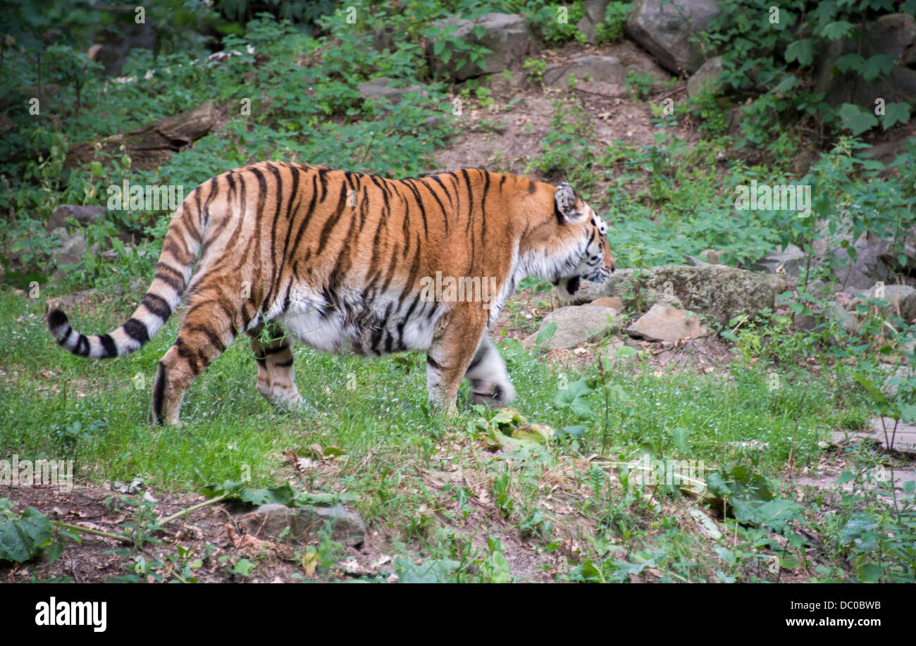 Pantera tigris altaica amurtiger en zoo Foto de stock
