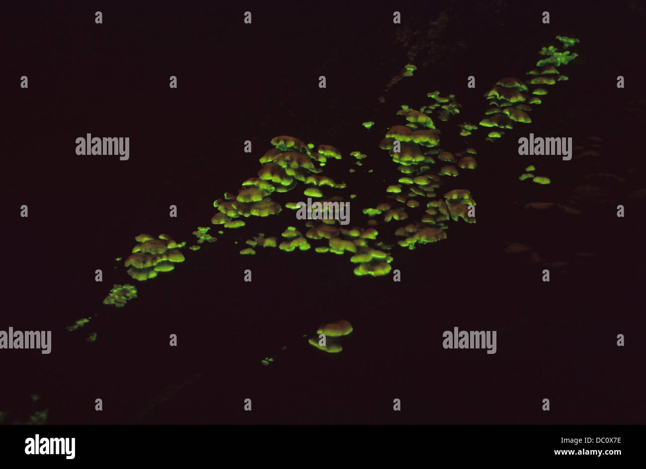 Panellus stipticus luminiscentes hongos producen una intensa luz verde en un oscuro bosque de Missouri. Foto de stock