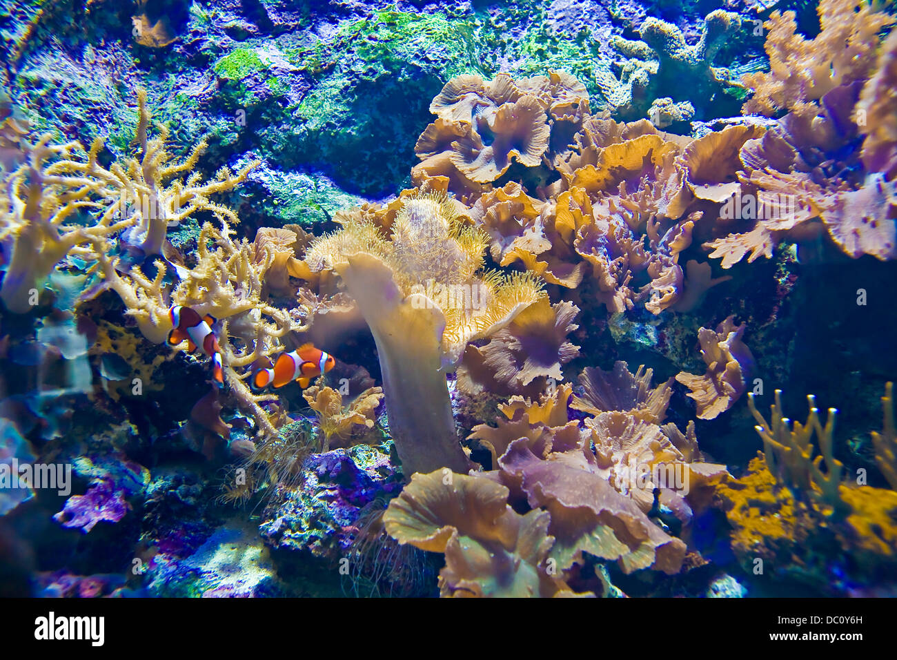 Anémona de mar sobre arrecifes de coral con peces y una variedad de corales Foto de stock