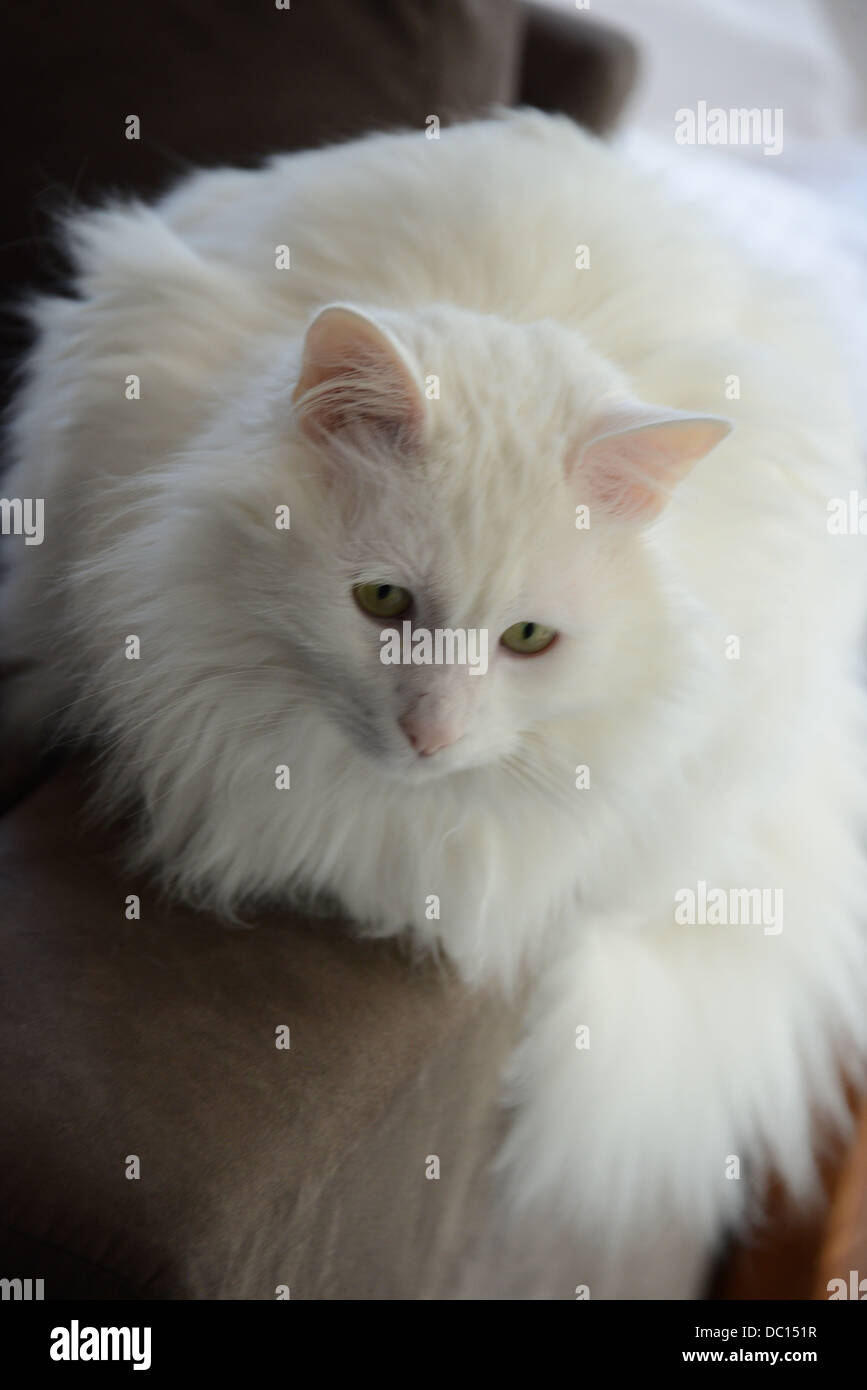 Gato Blanco retrato sentado en un sofá oscuro brazo Angora turca pedigrí campeón. rosa de la nariz y de las orejas modelo release disponible Foto de stock