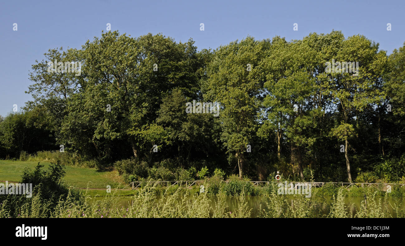 Charca en Sundridge Park Golf Course Bromley, Kent, Inglaterra Foto de stock