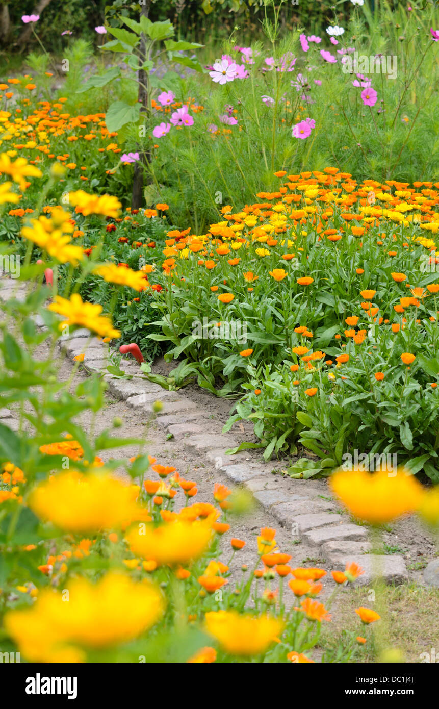 Caléndula (Calendula officinalis) y jardín Cosmos (Cosmos bipinnatus) Foto de stock