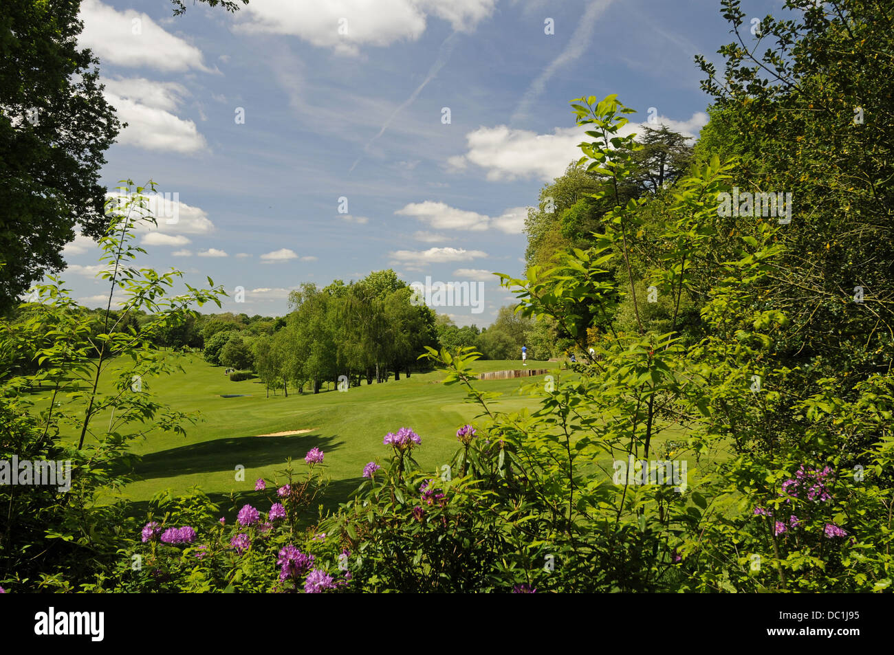 Flores en Sundridge Park Golf Course Bromley, Kent, Inglaterra Foto de stock