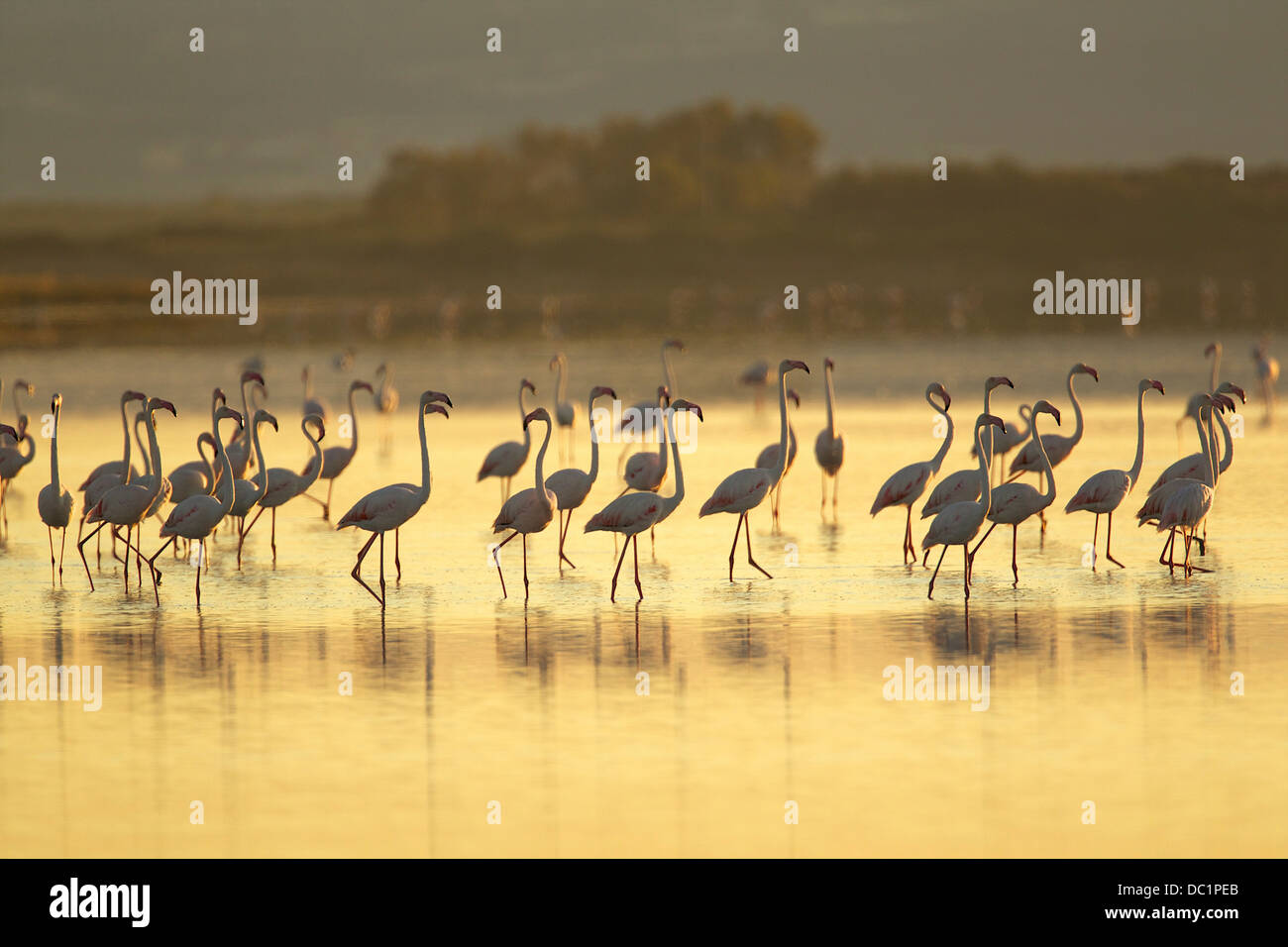 Gran grupo de flamencos, Región de Oristano, en Cerdeña, Italia Foto de stock