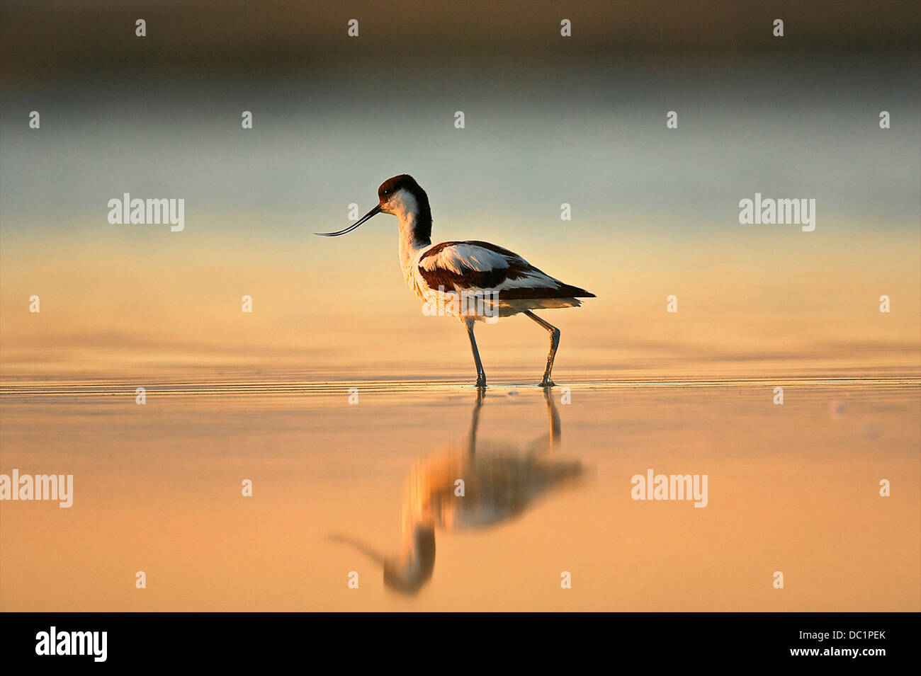 Un vadeando avocet, Región de Oristano, en Cerdeña, Italia Foto de stock