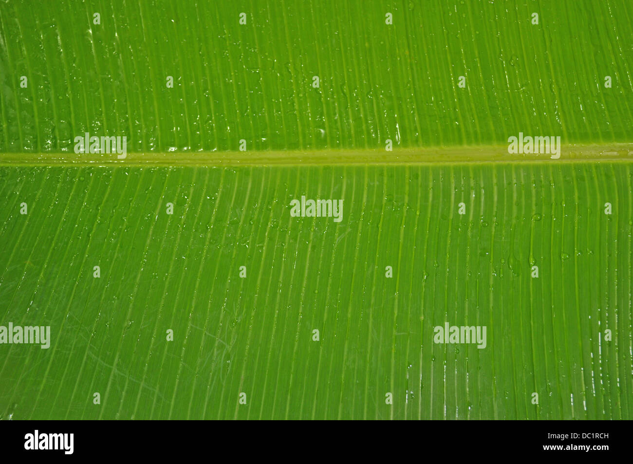 Hoja de plátano Fotografía de stock Alamy