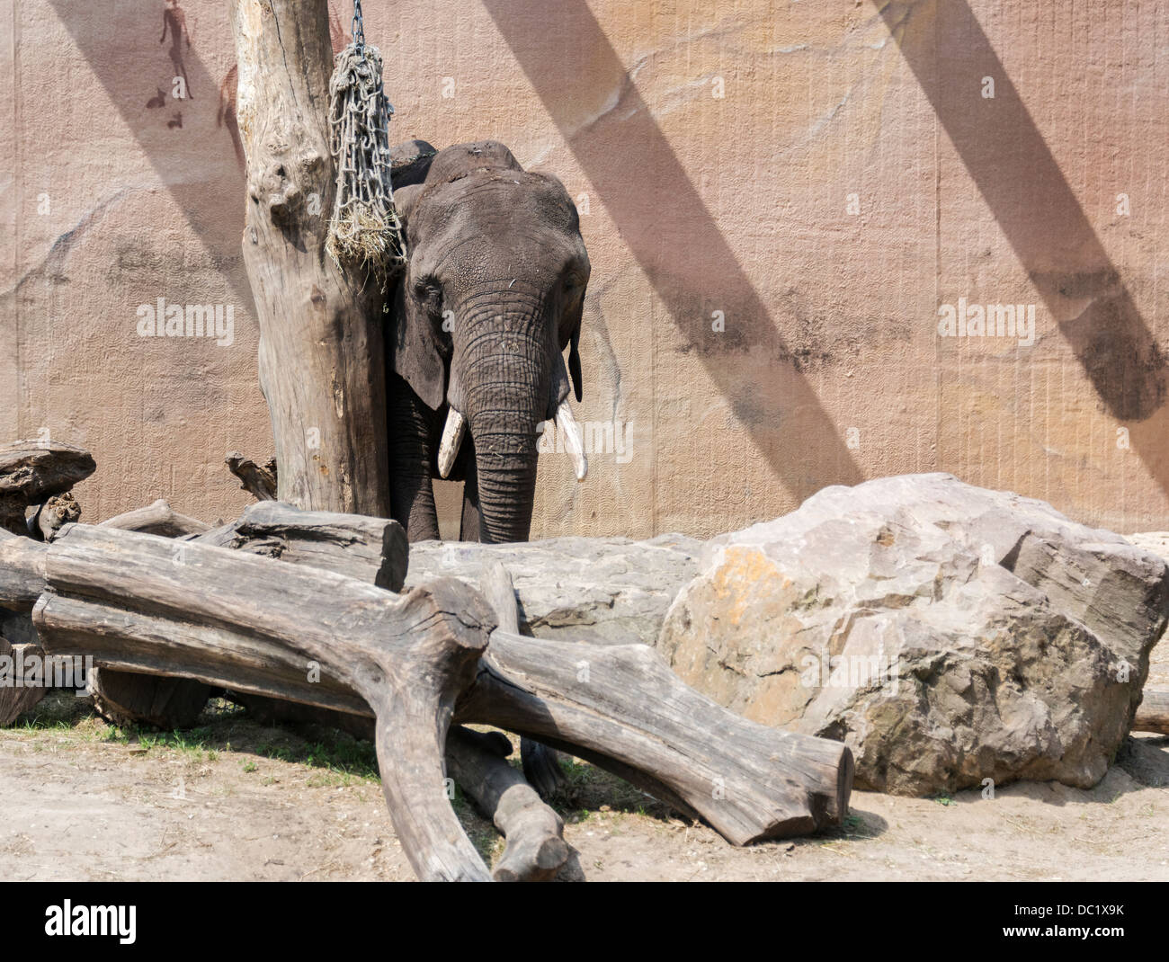 Jóvenes con colmillos de marfil de elefante en el zoológico Foto de stock