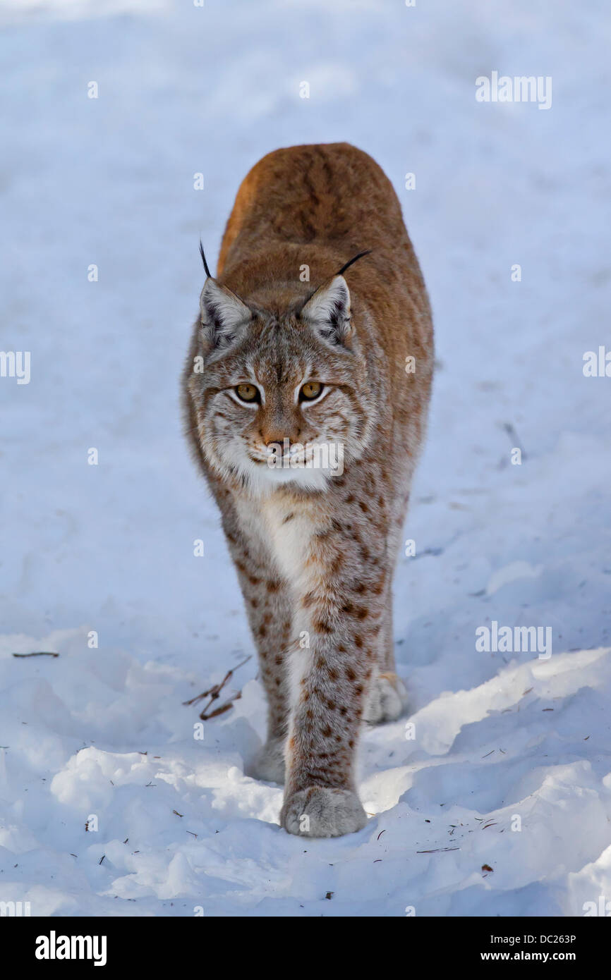 Unión Euroasiática / lince (Lynx lynx) caminar en la nieve en invierno Foto de stock