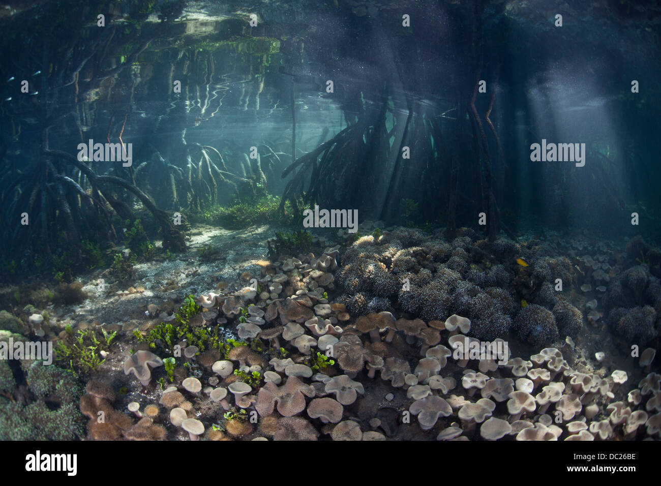 Ecosistema de Manglares, Rhizophora sp., Raja Ampat, Papua Occidental, Indonesia Foto de stock