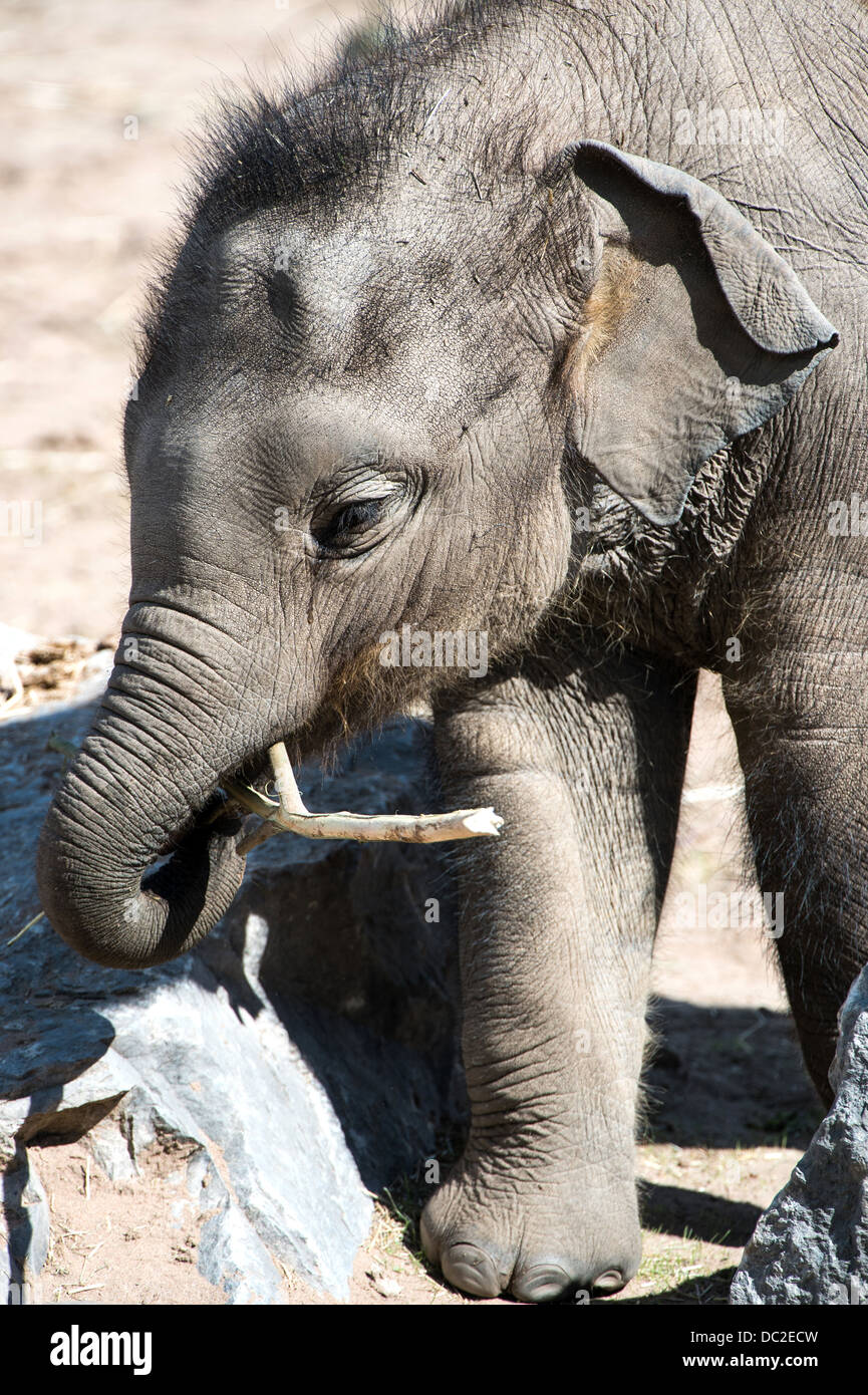 Bebé elefante Foto de stock