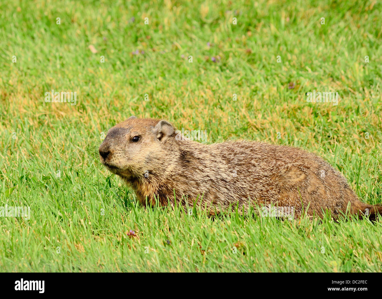 Una marmota tendido en la hierba verde. Foto de stock