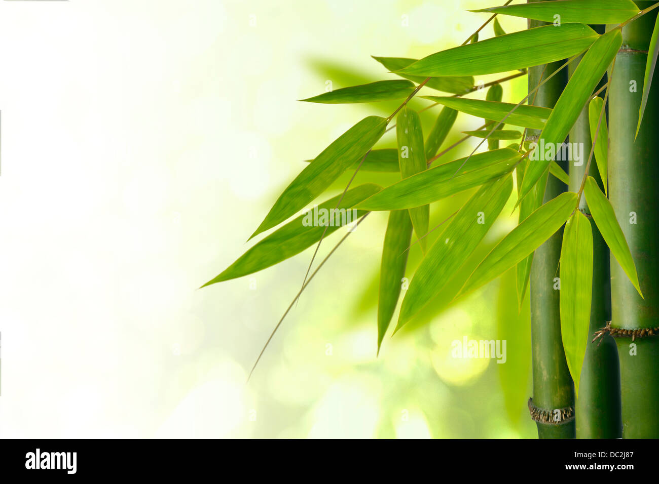 Rama de bambú con hojas Foto de stock