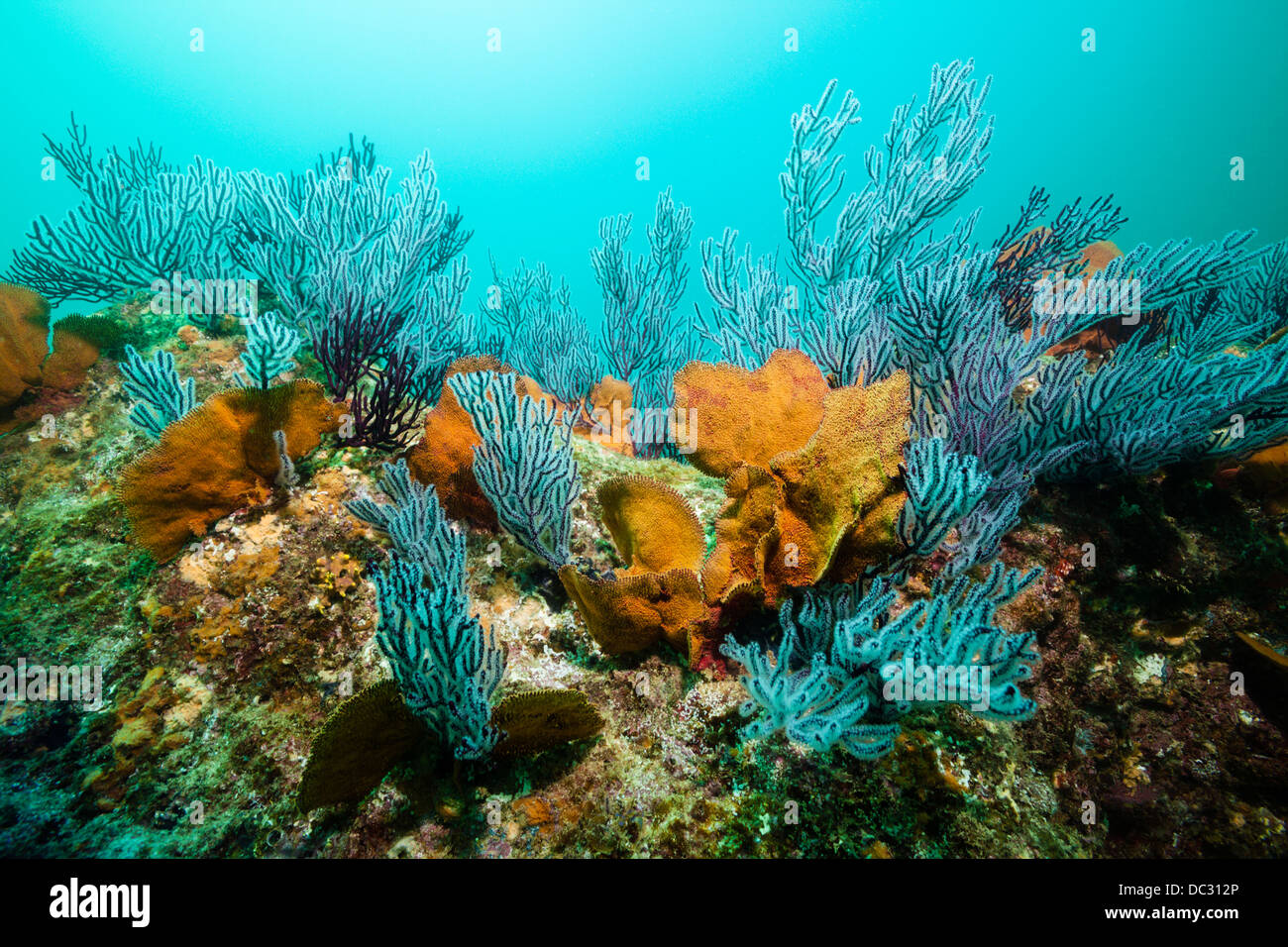 Arrecifes de coral coloreados, el Parque Nacional Marino Cabo Pulmo