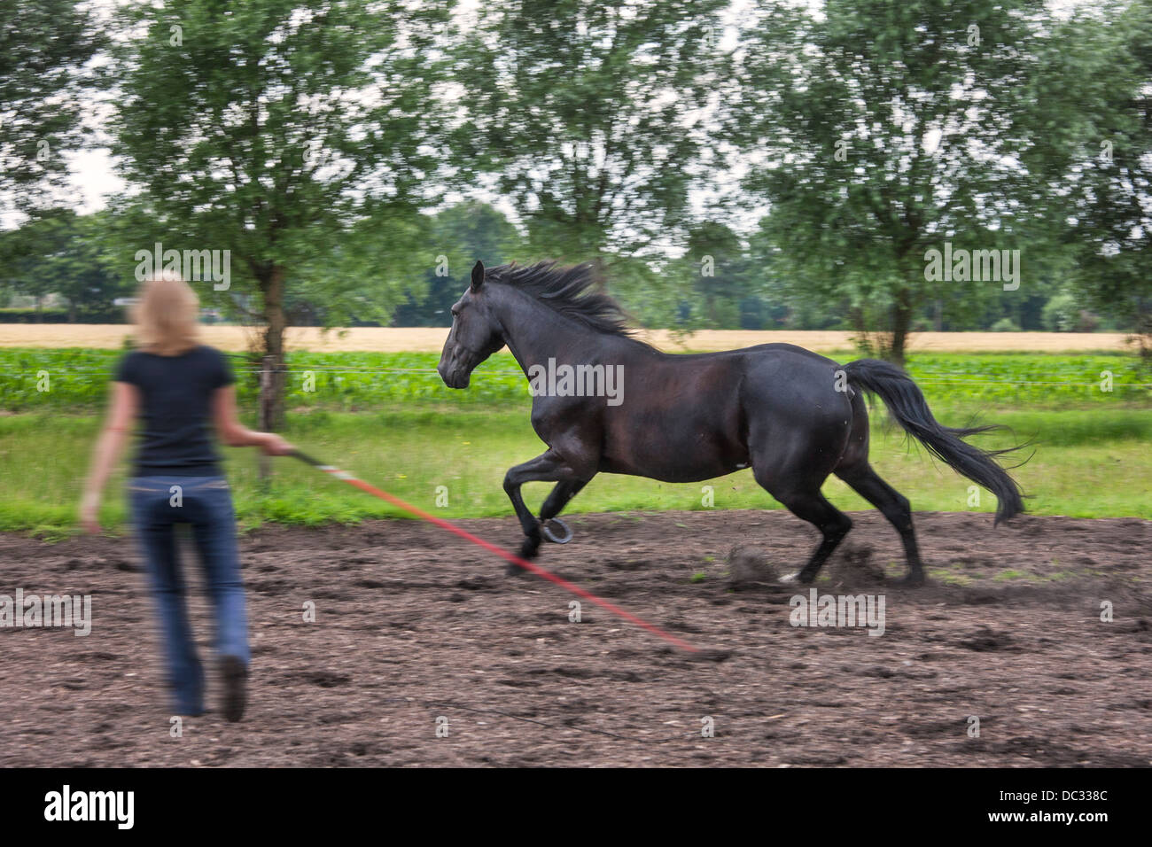 Jinete femenino con látigo marrón entrenamiento el galope andar a caballo durante la sesión de doma Foto de stock