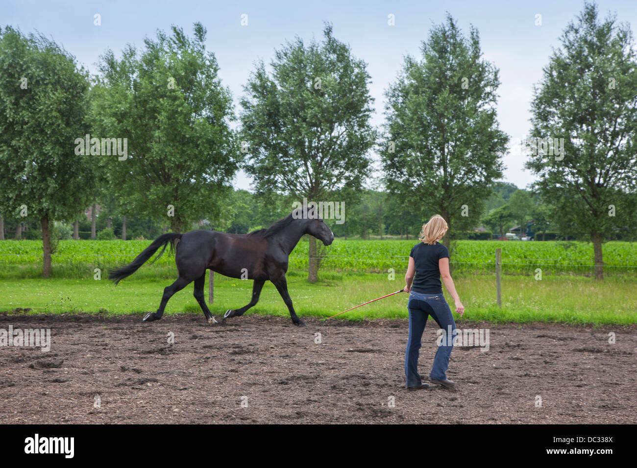 Jinete femenino con látigo marrón de capacitación el trote de caballo andar durante la sesión de doma Foto de stock