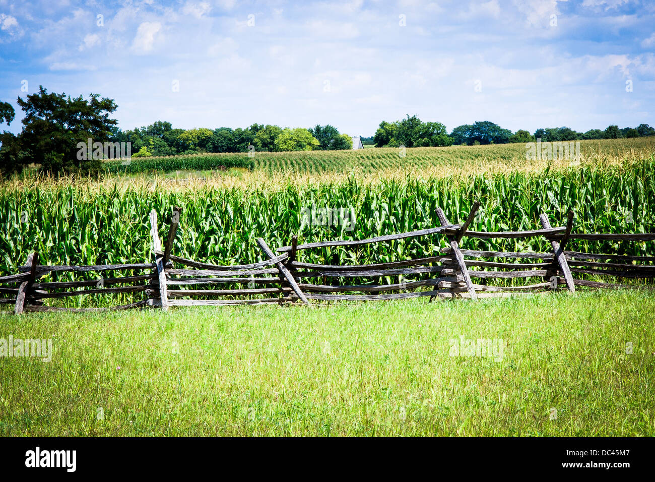 El campo de maíz en Antietam Battlefield Foto de stock